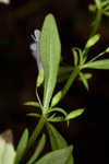 Ozark calamint